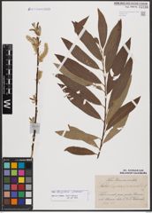 Salix burjatica Nasarow